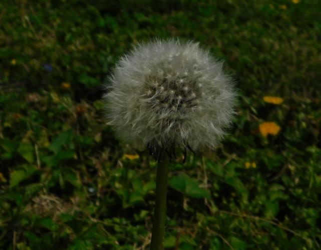 Common dandelion seed head, viewed from the side, with a lawn in the background