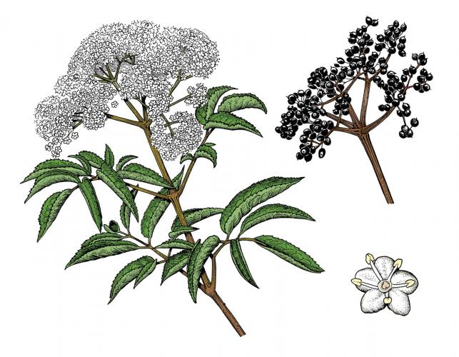 Illustration of common elderberry leaves, flowers, fruits