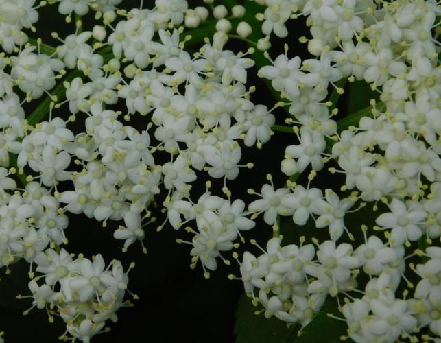 Common elderberry flowers, closeup view