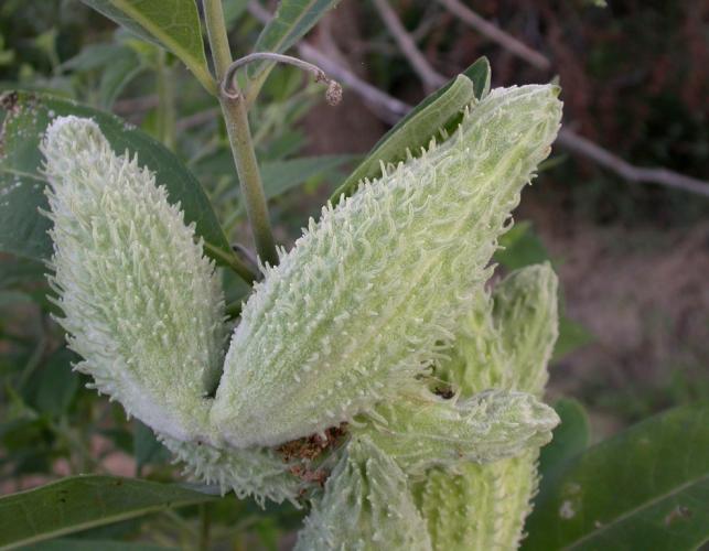 Photo of common milkweed pods on the plant