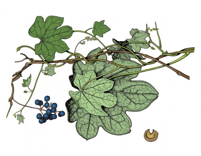 Illustration of common moonseed leaves, flowers, fruits