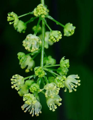 Common moonseed flowers, cluster of male flowers