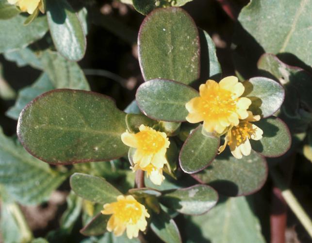 Common purslane plant, closeup showing flowers