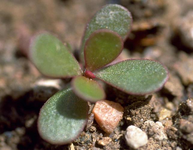 Closeup of young common purslane plant