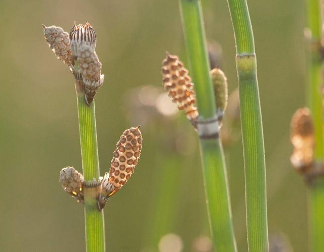Photo of common scouring rush with its conelike strobili