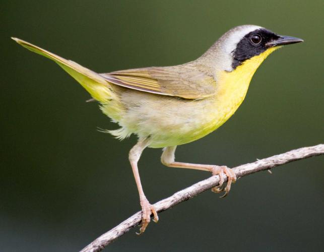Photo of a male common yellowthroat, viewed from the side