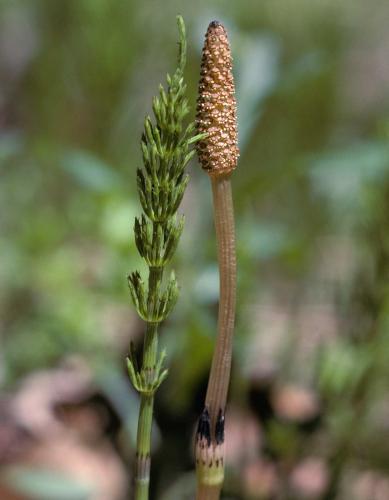 Photo of common horsetail with vegetative stem at left and fertile stem at right