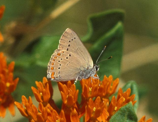 Coral hairstreak butterfly on butterfly weed flowers