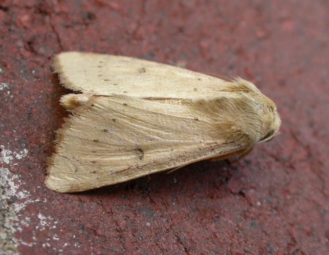 Photo of a corn earworm moth resting on a brick wall