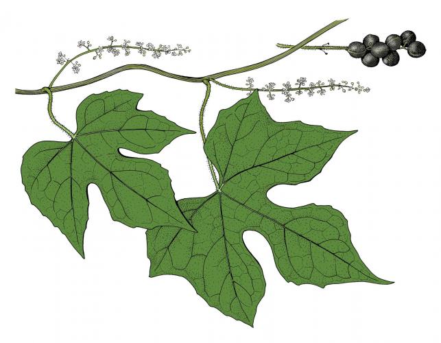 Illustration of cupseed leaves, flowers, fruits
