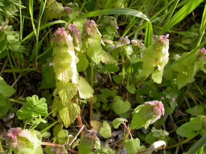 Photo of a clump of dead nettle plants.