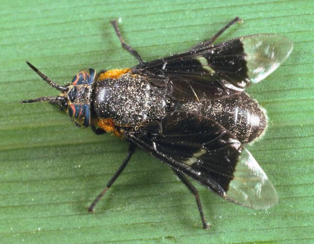 Photo of a female deer fly, probably Chrysops cincticornis nigropterus, on a leaf.