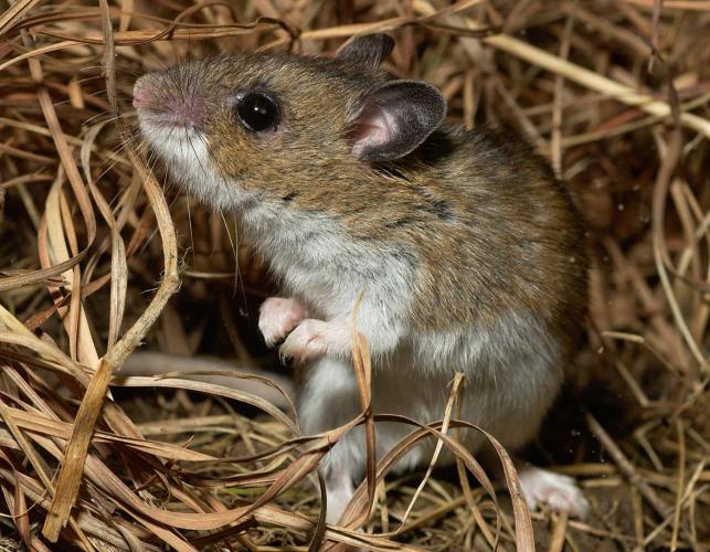 Photo of a deer mouse in its nest made of dry grasses