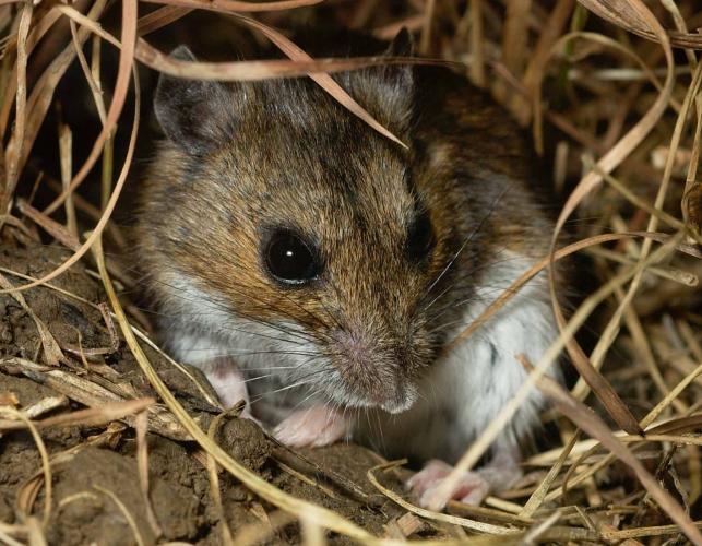 Photo of a deer mouse showing front view of face