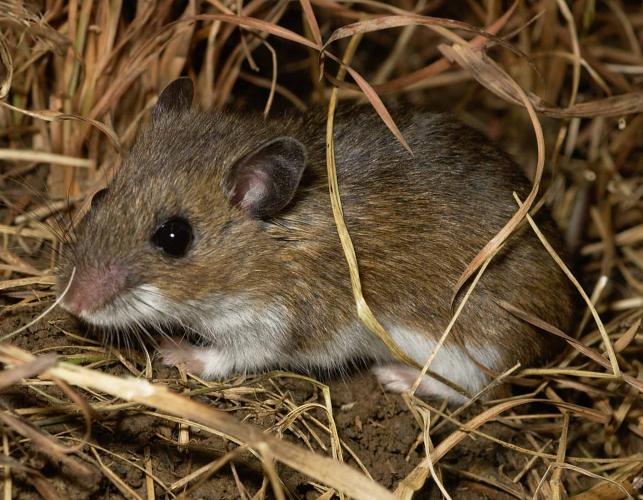 Photo of a deer mouse crouching on the ground amid dry grasses