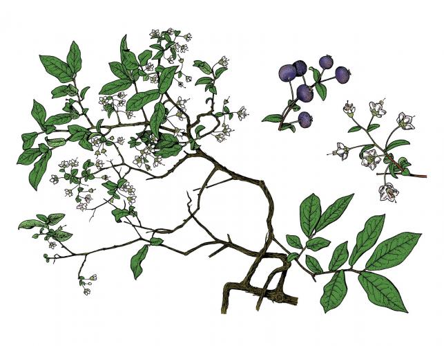 Illustration of deerberry leaves, flowers, fruits