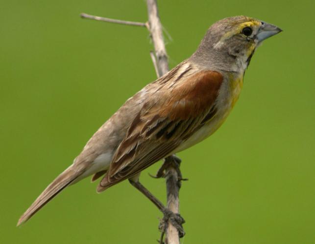Photo of a female dickcissel.