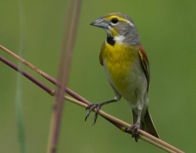 Photo of a male dickcissel perched on a grass stalk.