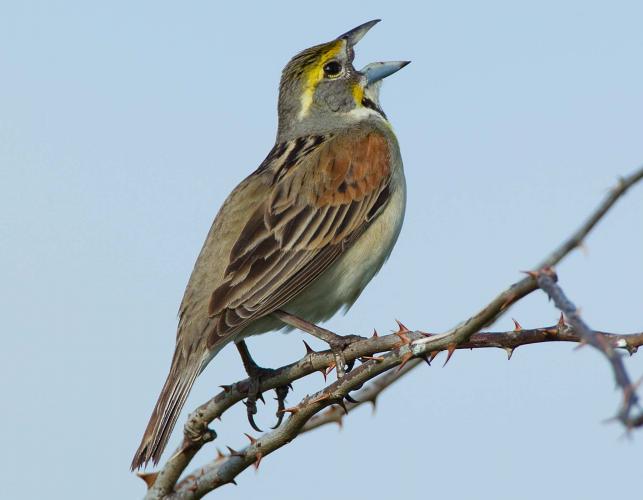 Photo of a male dickcissel, perched on rose stem, singing.