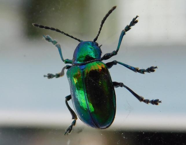 Dogbane beetle resting on a window