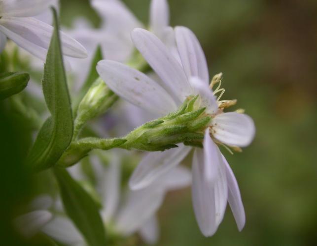 Closeup of involucre beneath the flowerhead of a Drummond aster