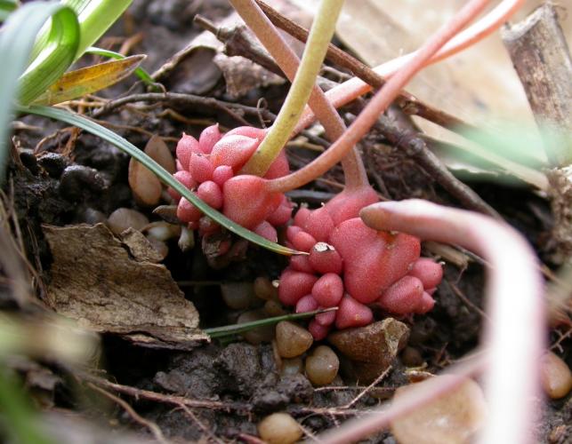 Photo of the pink tubers of Dutchman's breeches on an eroded streambank