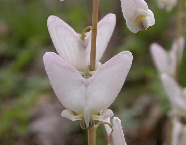Photo of a Dutchman's britches flower, closeup