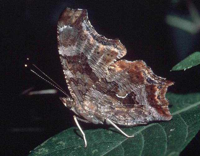 Eastern comma, perched, with wings closed, showing ventral side of wings