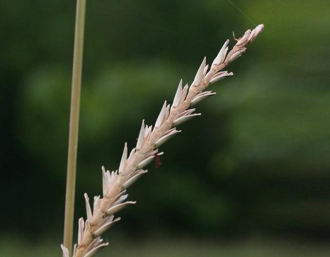 Photo of the dried male section of eastern gama grass spike
