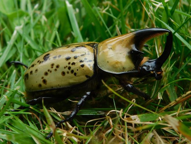 Male eastern Hercules beetle walking in grass