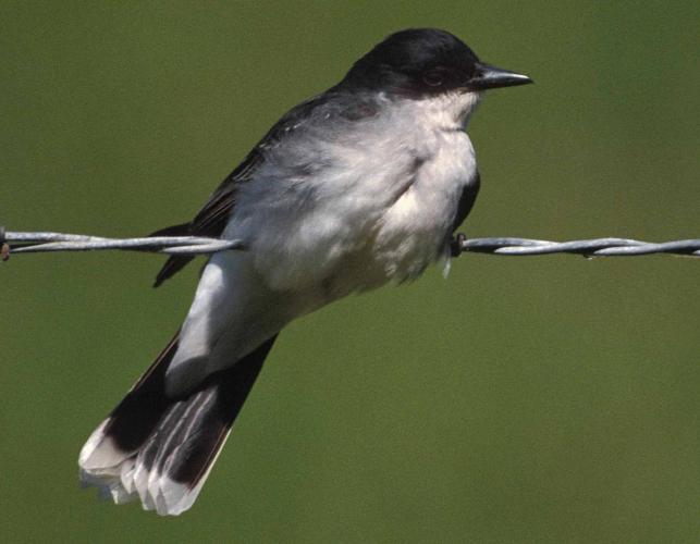 Photo of an eastern kingbird perched on barbed wire.