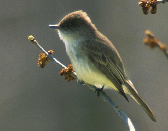 Photo of an eastern phoebe perched on a small branch.
