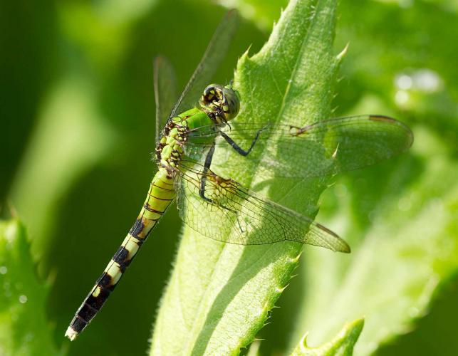 Eastern pondhawk female perched on a leaf, viewed from side