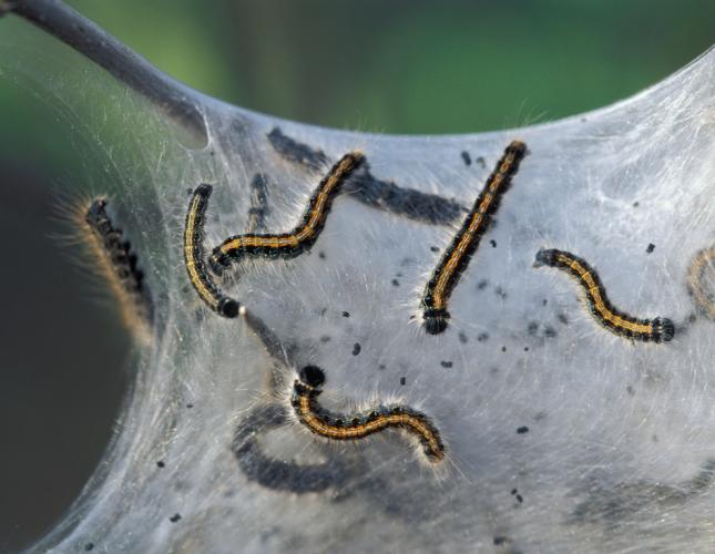 Photo of eastern tent caterpillars crawling around on the outside of their tent