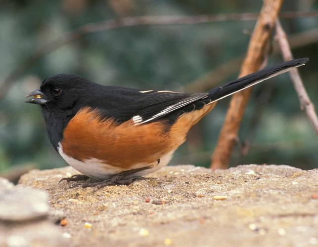 Photo of an eastern towhee male, side view, eating birdseed on a rock.