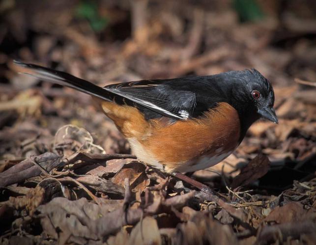 Photo of an eastern towhee male, scratching in leaf litter.
