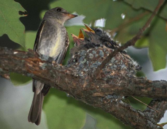 Photo of an eastern wood-pewee, nest, and begging young.
