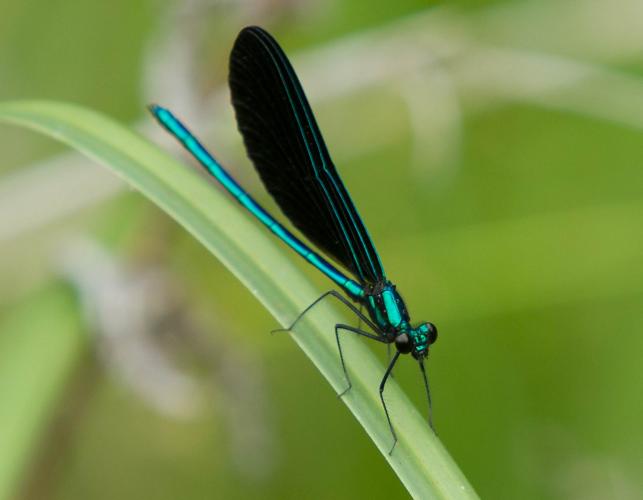 Ebony jewelwing damselfly resting on a curved-down grass blade