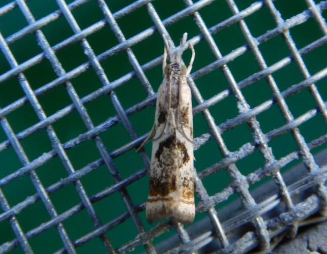 Dorsal view of elegant grass-veneer moth showing distinctive pattern on wings