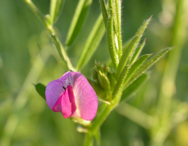 Photo of everlasting pea flower with leaves