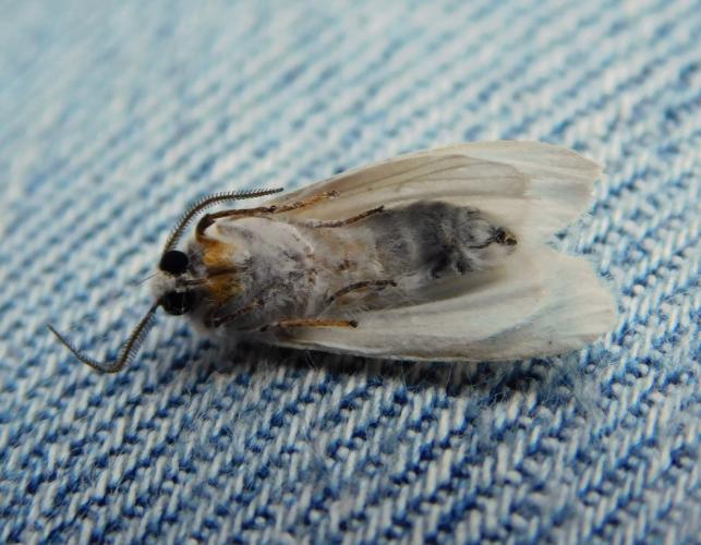 Adult fall webworm, deceased, positioned to show underside