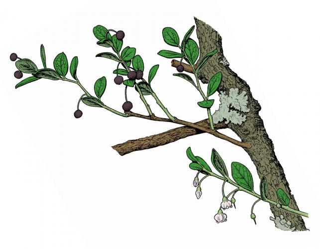 Illustration of farkleberry leaves, flowers, fruits