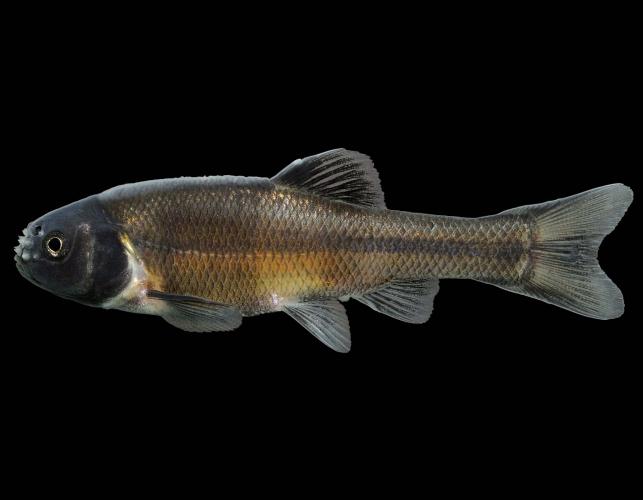 Fathead minnow male in spawning colors, side view photo with black background