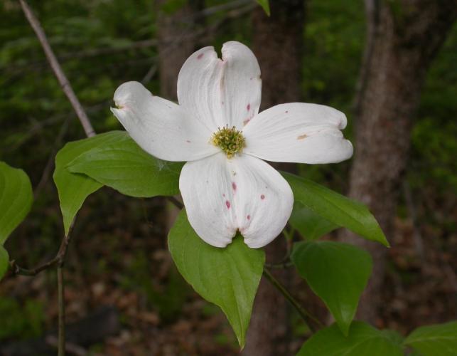 Flowering dogwood inflorescence and leaves at tip of branch