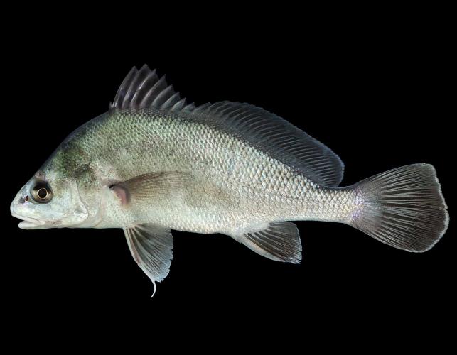 Freshwater drum side view photo with black background