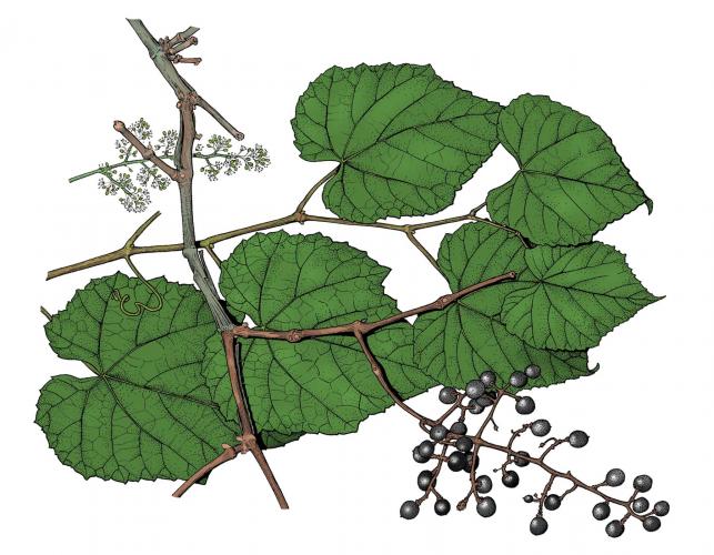 Illustration of frost grape leaves, flowers, fruit