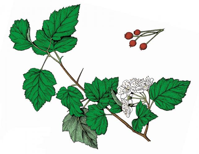 Illustration of frosted hawthorn leaves, flowers, fruits.