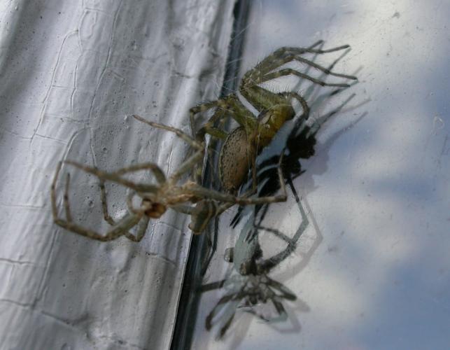Photo of a grass spider molting near a window frame.