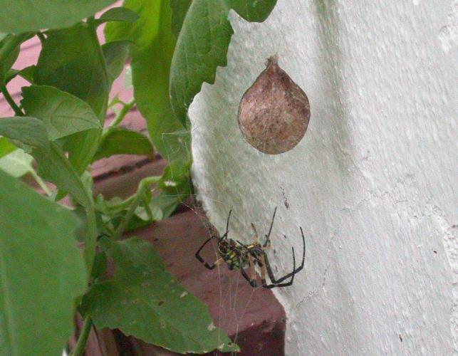 Photo of a black-and-yellow garden spider and her egg case