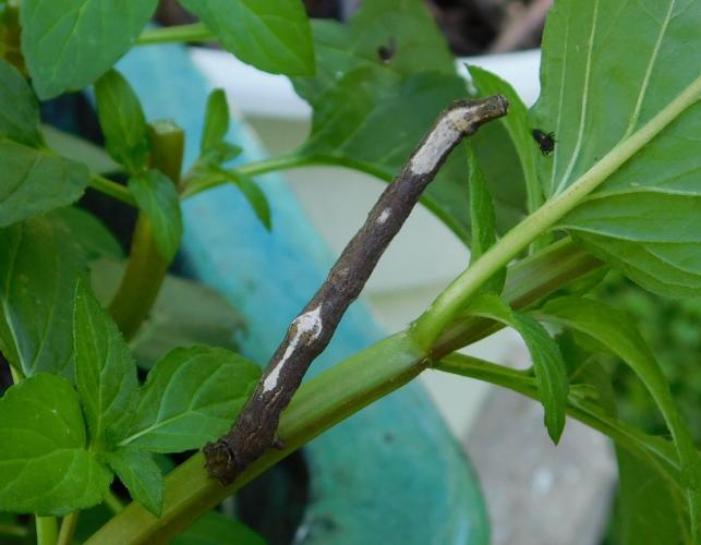 Gray, twig-mimic caterpillar resting at an angle on a mint stalk